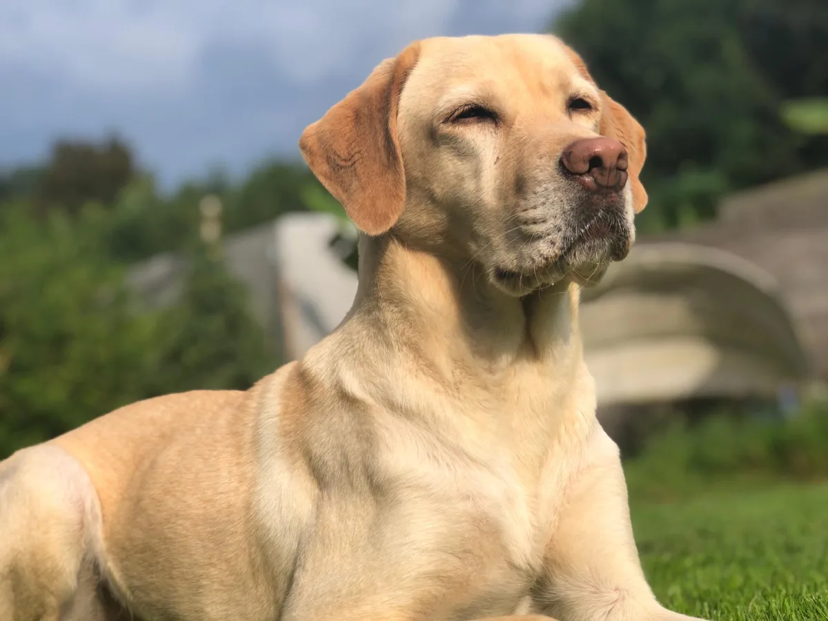 Gelber Labrador im Garten